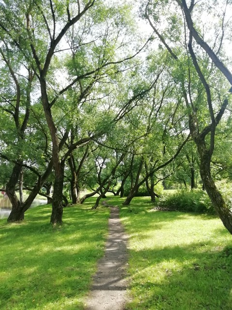hình nền trunk, Shade