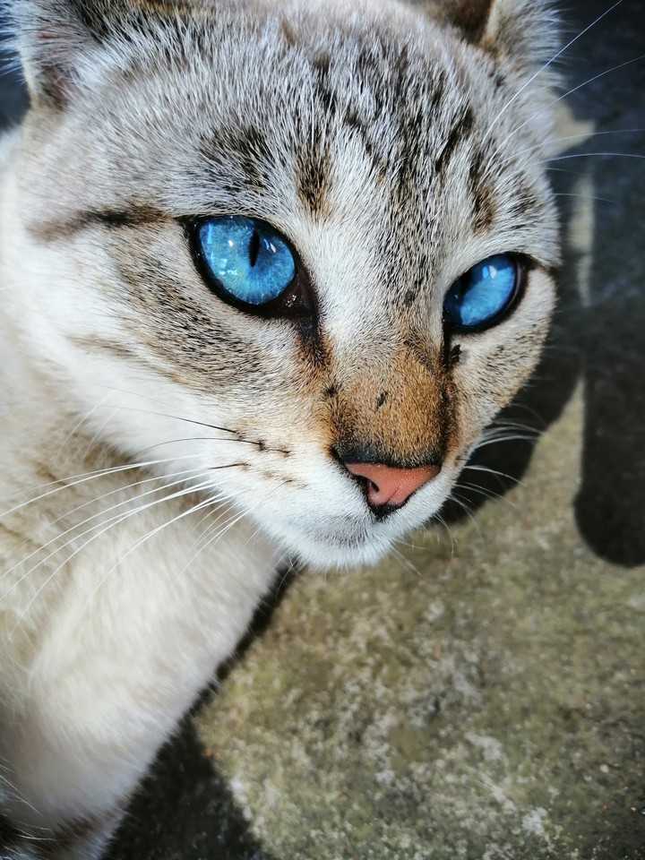 gato