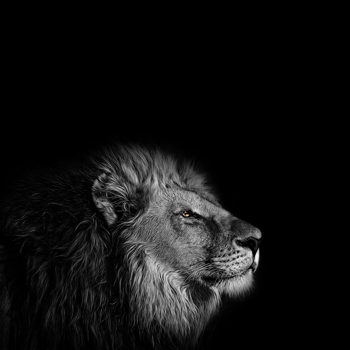 lion❤❤
