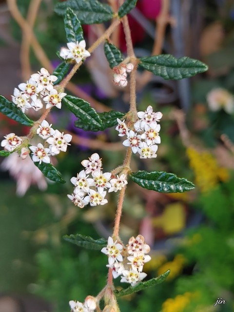 обои twig, plant