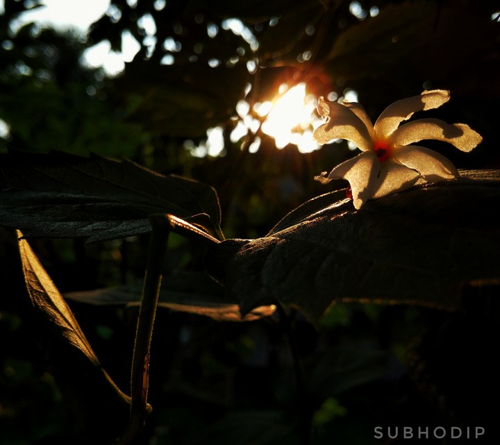 morning flower