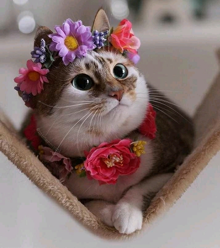 cute kitty ❤️
