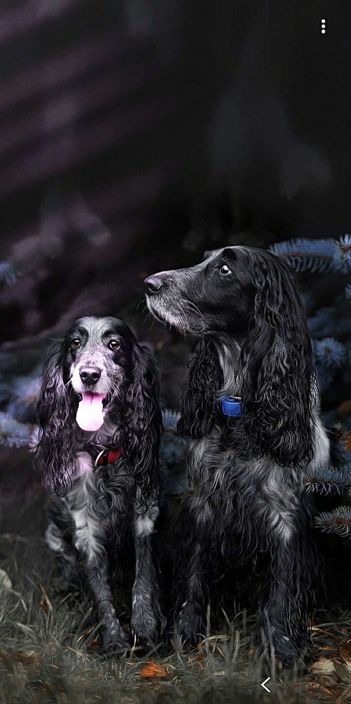 Dogs