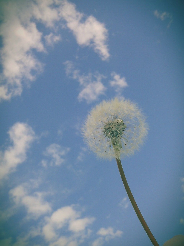 White flower