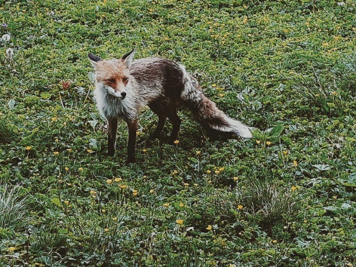 foxyy