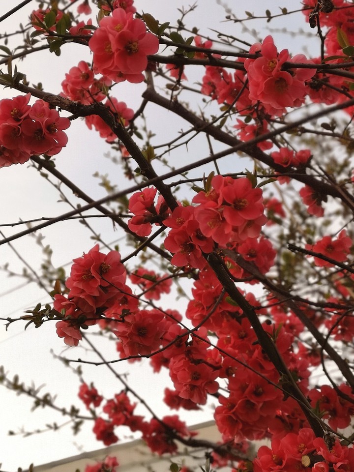 segni di primavera