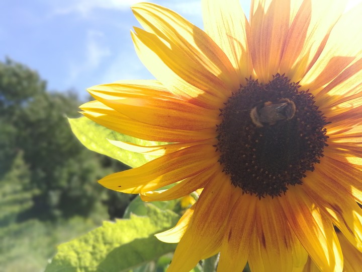 sumflower