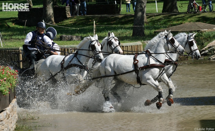 Horses