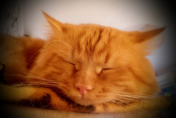 cat