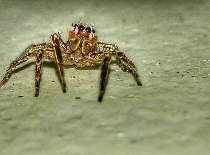 springspinne
