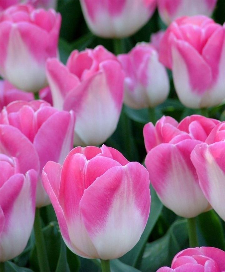 Pink and white tulips.