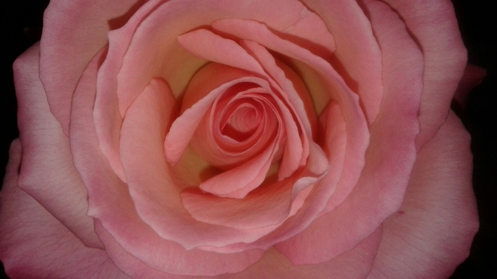 rose