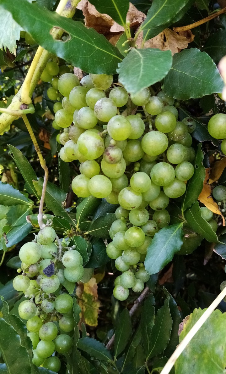 Raisins sauvages