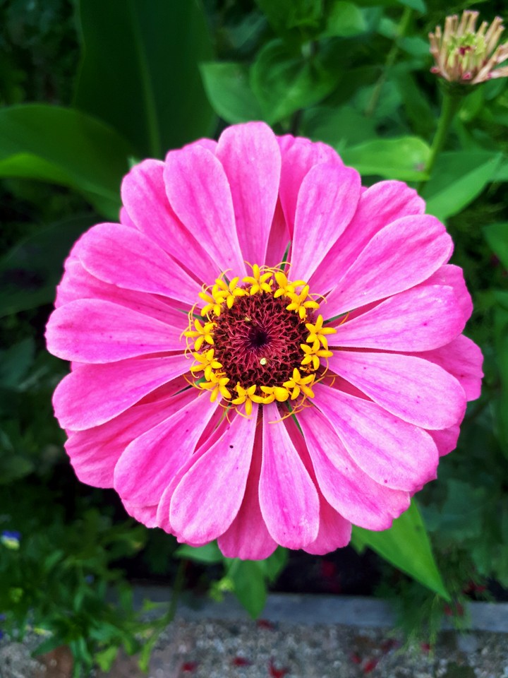 Pink flower