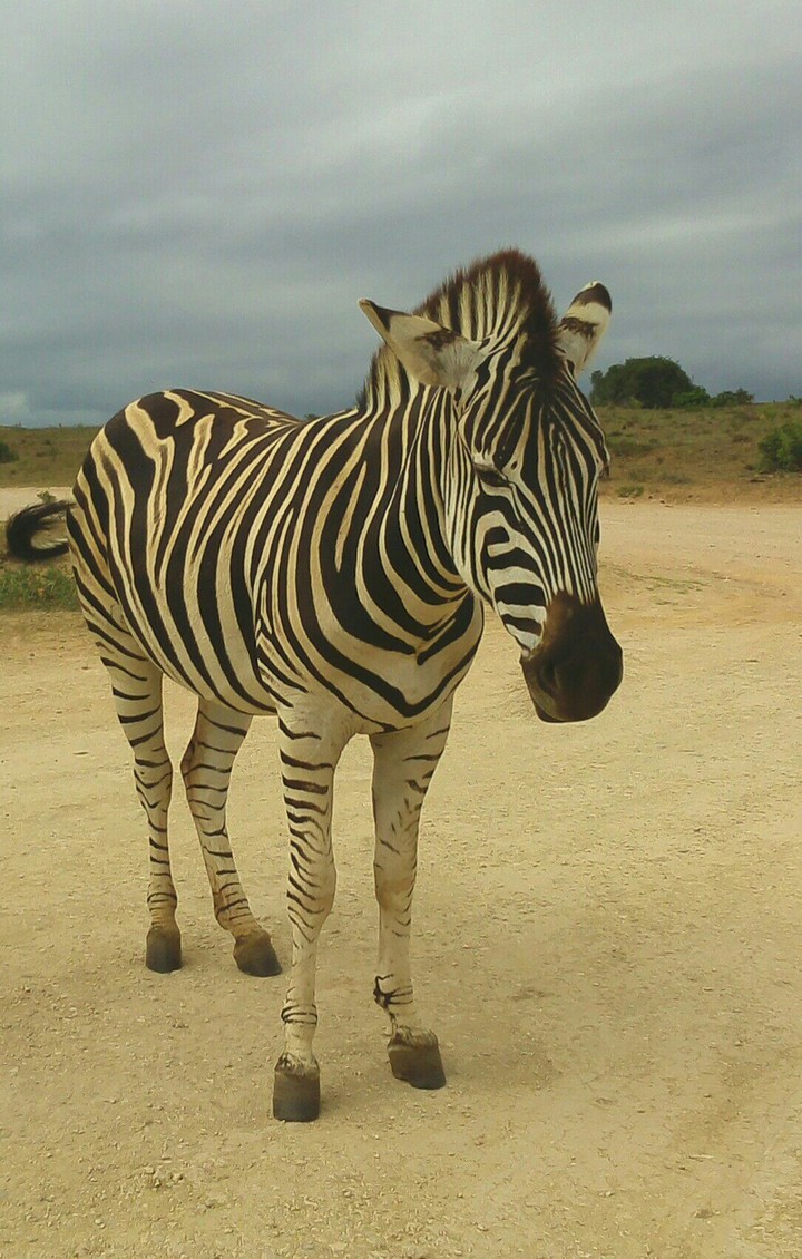 Zebra and SAFARI