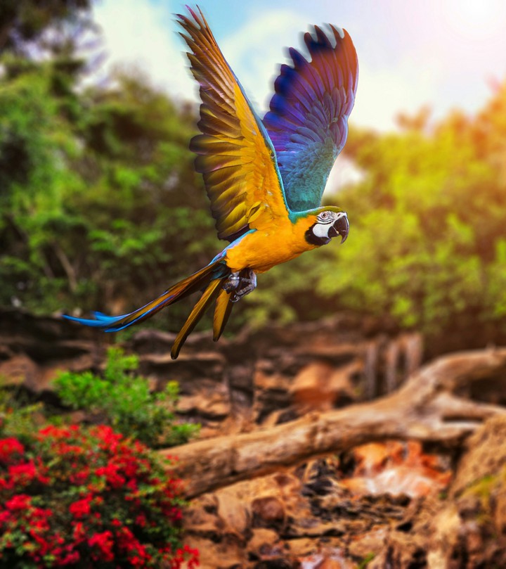 Guacamaya