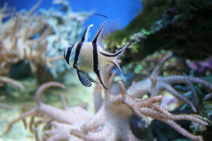 fish
