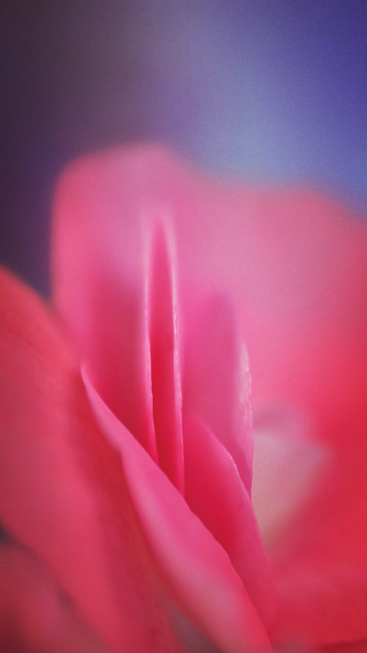 Pink rose flower
