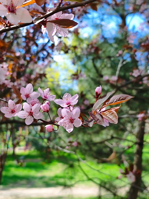 hình nền Plum, Cherry