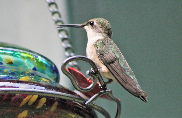 Hummingbird sitting still