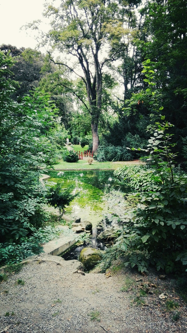 trees