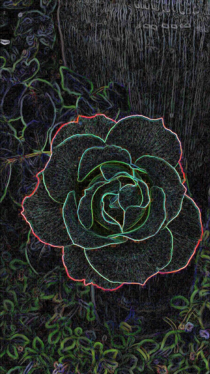 Rose Outline
