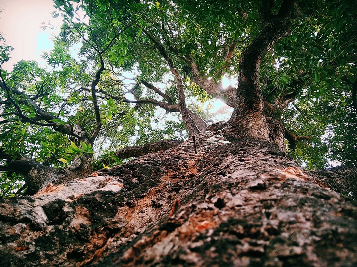nature's shade