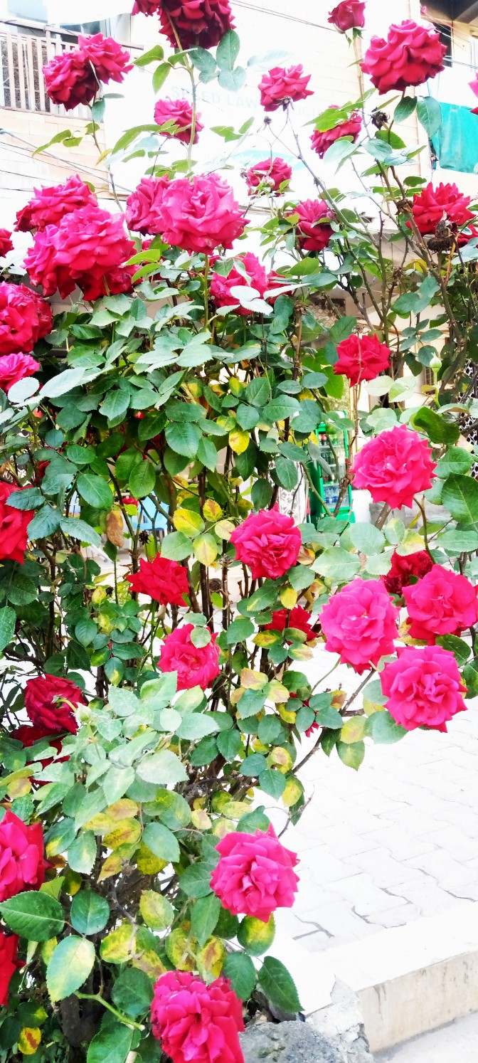 Red Rose