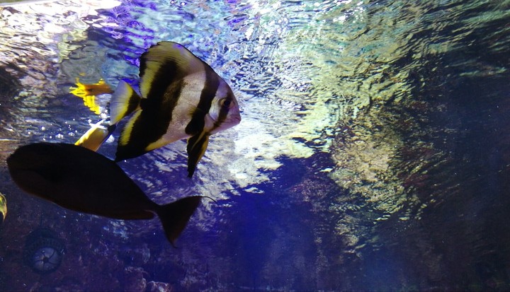 Fish
