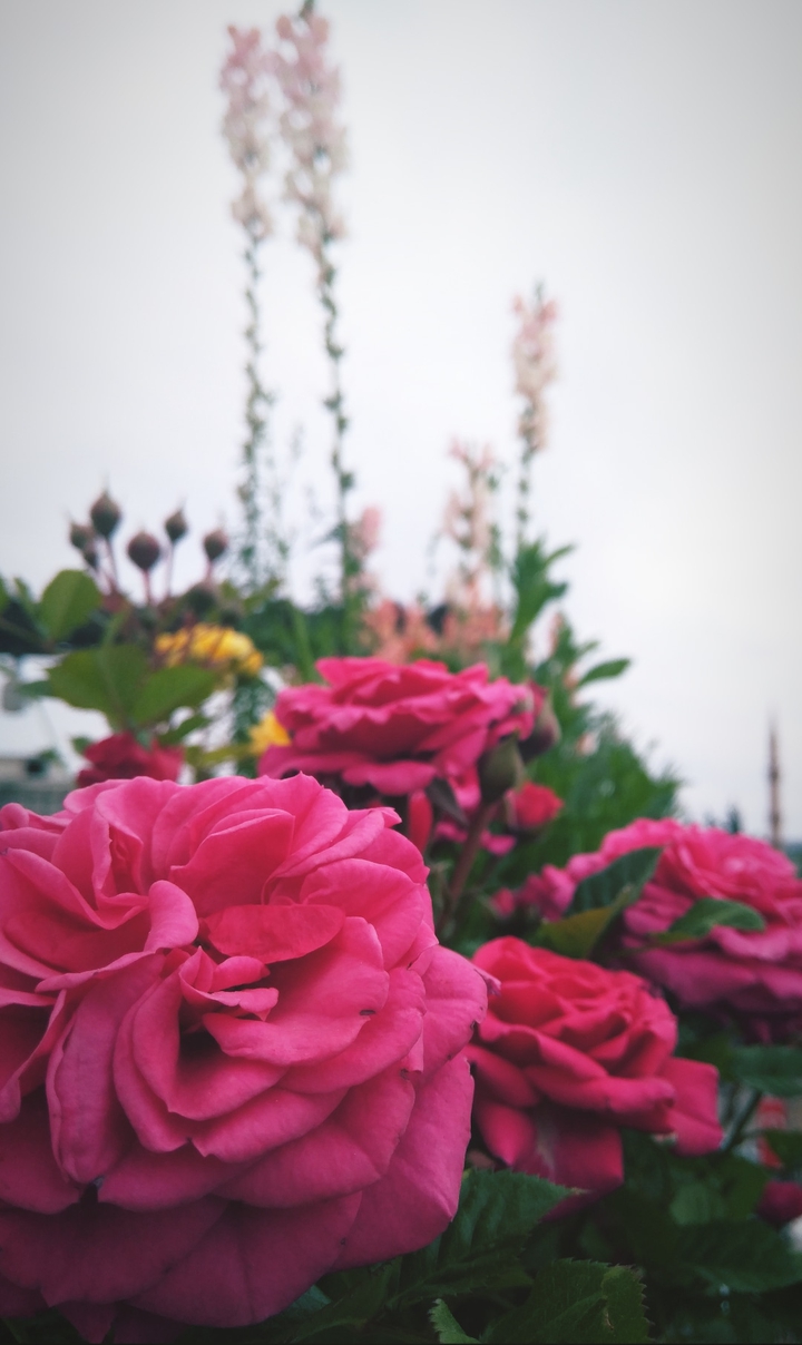 Beauty.. ?