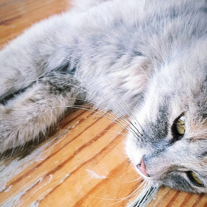 Beautiful cat
