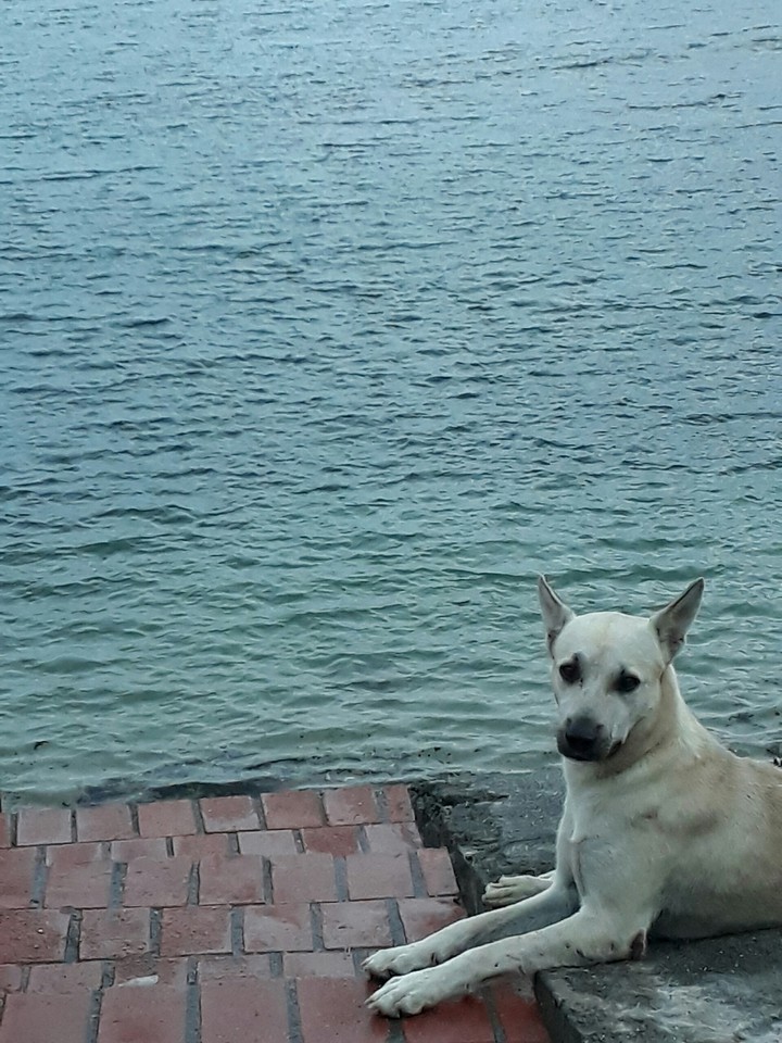 ocean and dog 海洋與狗