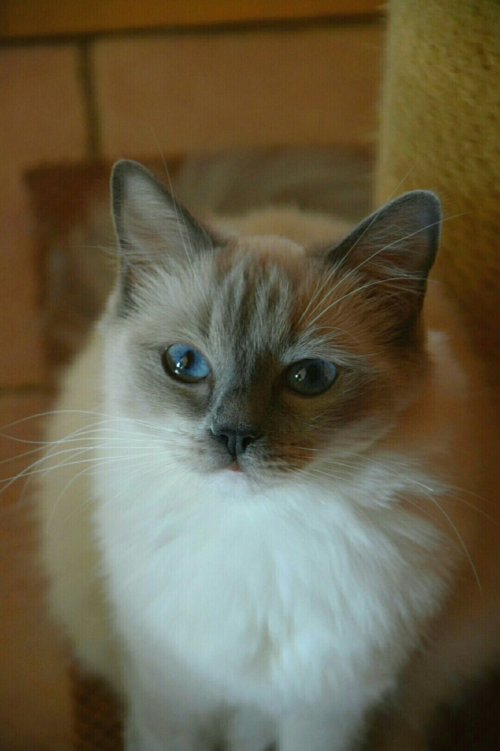 Cat Ragdoll