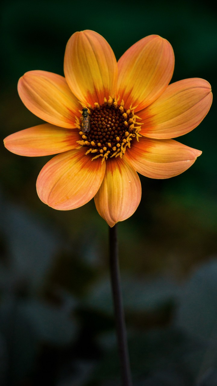 flor