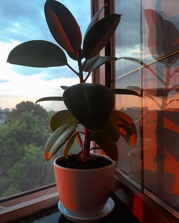 ficus