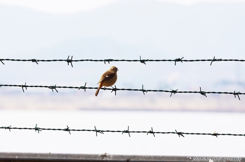 bird, 鸟类壁纸