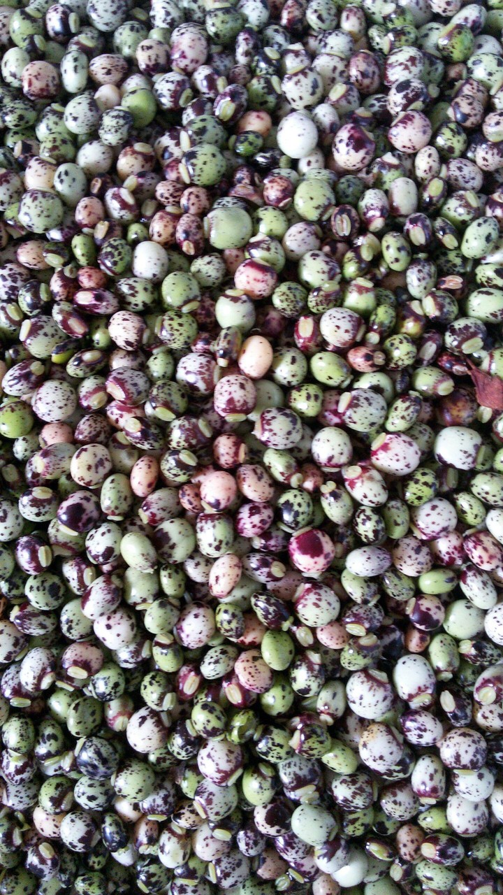 Guandu