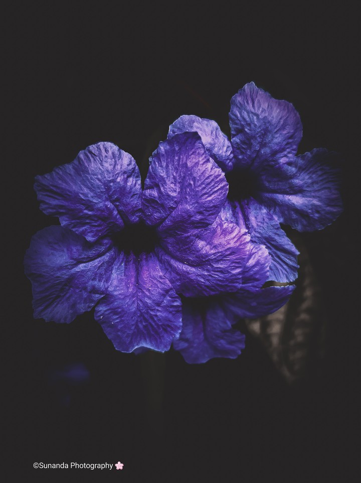 ?...Ruellia From My Garden...?