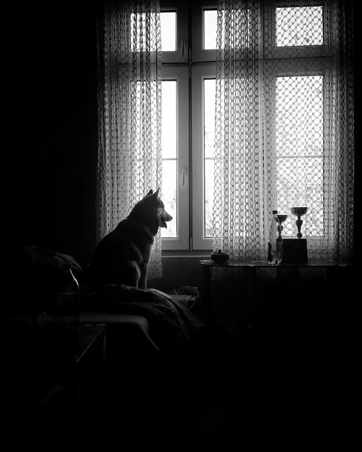 Husky waiting for her owner
