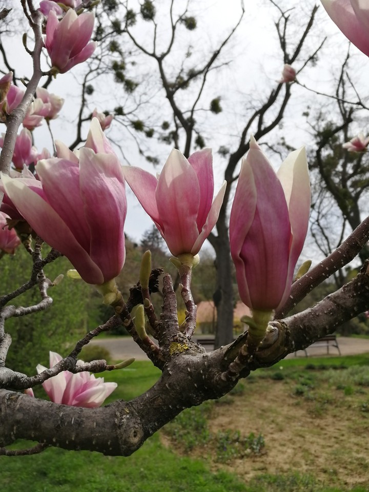 magnolia