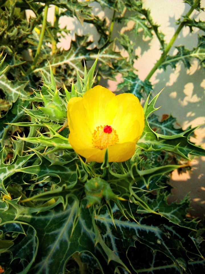 yallo flower