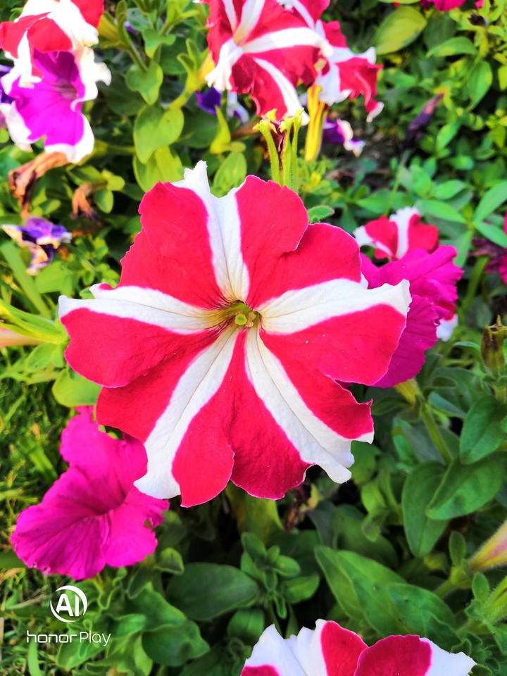 Beautiful red flower