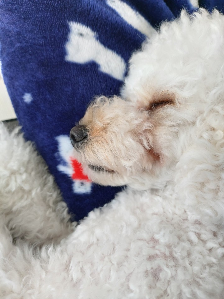 sleepy dog