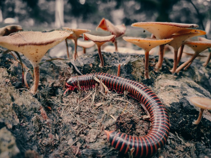 centipede & mushroom