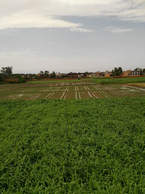 Farm