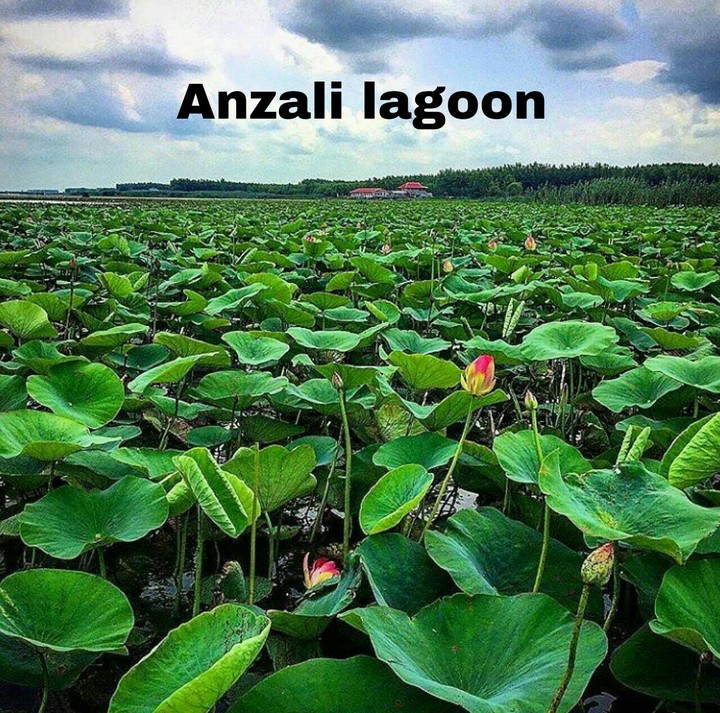 Anzali