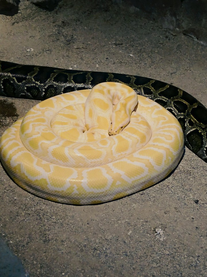 snake