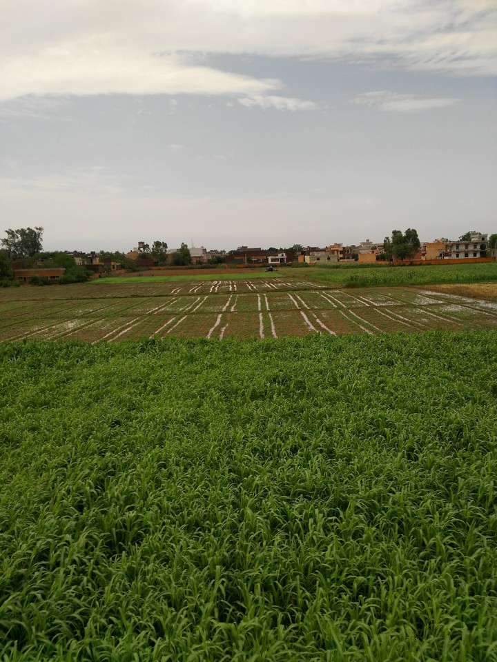 Farm