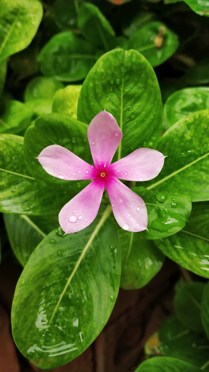 Flora