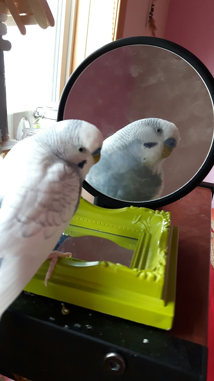 budgie